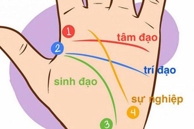 Bói Hoa Tay Nữ: Các Đường Chỉ Tay Chính - Sinh Đạo, Trí Đạo, Tâm Đạo, Vận Mệnh