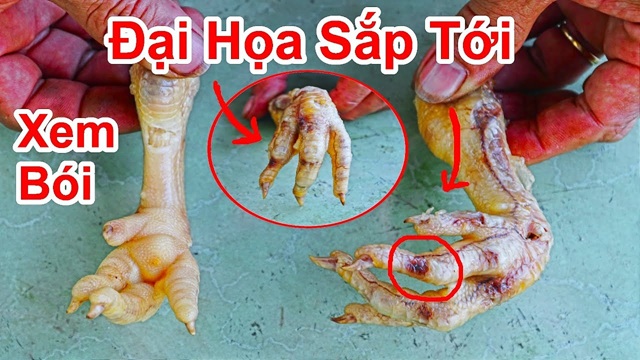 Xem Bói Chân Gà: Nguồn Gốc Và Ý Nghĩa